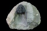 Spiny Leonaspis Trilobite - Morocco #138112-1